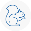 Dorchester Rodent Removals